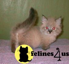 morwaycat Picture 1